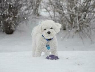 Winter Walking Wallpaper And Image Pictures Photos