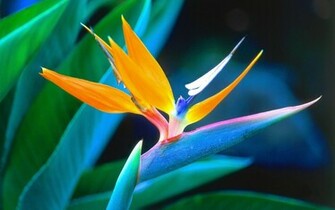 Bird Of Paradise Wallpaper HD