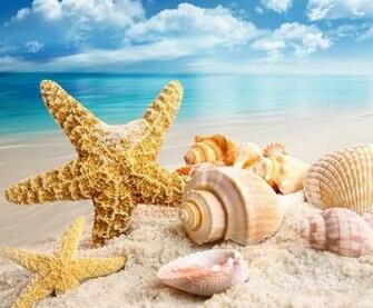 Seashells Wallpaper Collection