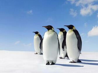 Clovisso Wallpaper Gallery King Penguins
