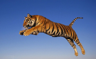 Tigers HD Wallpaper For Your Desktop