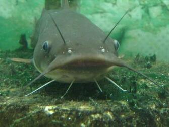 Blue Catfish Wallpaper