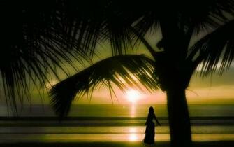 Related Pictures Wallpaper Palm Tree Scarface HD