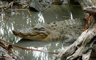 Saltwater Crocodile Wallpaper