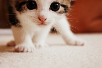 Cutest Kitten Ever