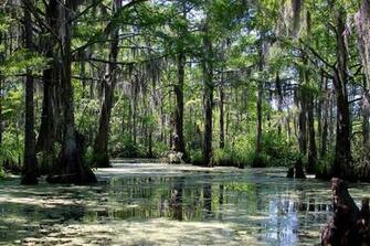 Honey Swamp Island Louisiana David Gunter