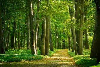 Woodland Wallpaper Design Nature Murals Jw Walls