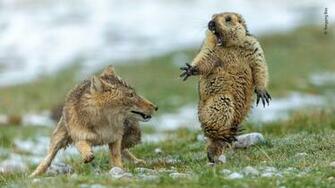 Wildlife Photographer Of The Year Outstanding Winning Image