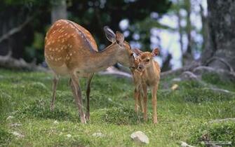 Wallpaper Animal Deer