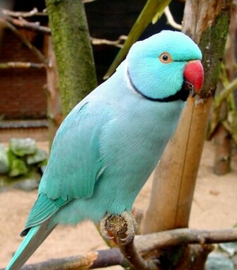 Alexandrine Parrot Picture Wallpaper
