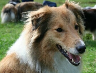 Nice Shetland Sheepdog Wallpaper