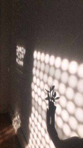 S H A D O W Plant Aesthetic Wallpaper Shadow