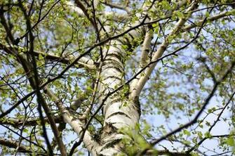 Wallpaper Tree Branch Birch Desktop In The