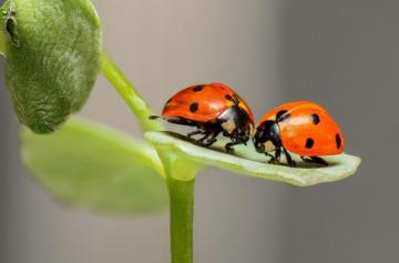 Ladybug Ladybird Bugs Insect Wallpaper