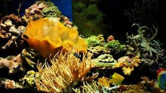 Aquarium Wallpaper Desktop X