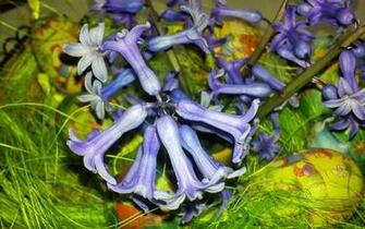 Easter Flower Desktop Pc And Mac Wallpaper