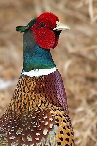 Muskrat S Photos All Galleries Gamebirds Ringneck Pheasant