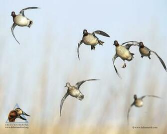 Pics Photos Waterfowl Wallpaper For Desktop