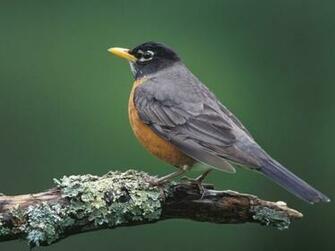 Louisville Kentucky Wallpaper Birds Nature Collection