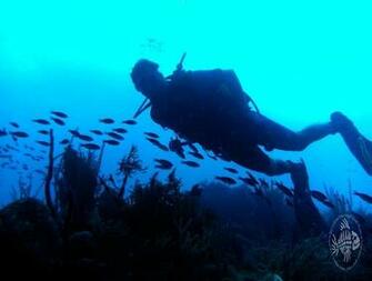Diving Photo Gallery Our Pictures