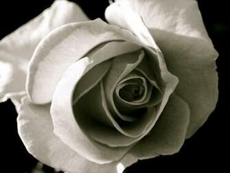 Black And White Rose Wallpaper