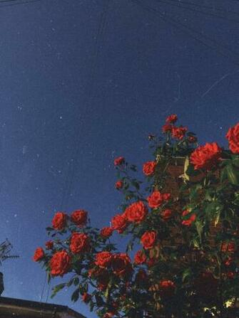 Red Roses Flowers Redaesthetic Aesthetic Redroses Vintage