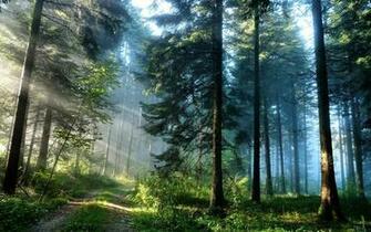 Pine Tree Wallpaper