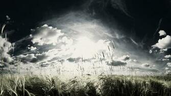 Field Monochrome Wallpaper Wheat HD