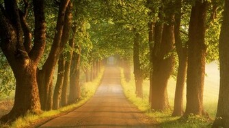 Trees Road Wallpaper