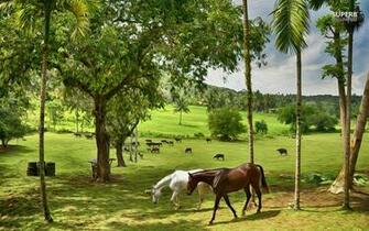 Horse Farm Wallpaper Paintings