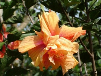 Tropical Flowers Wallpaper