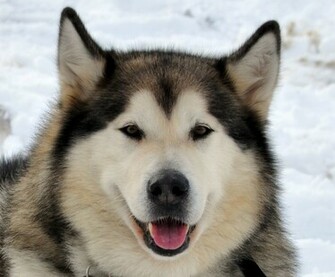 Add Photos Nice Alaskan Malamute Jack In