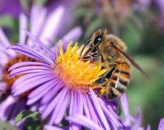 Honey Bee Animals Wallpaper