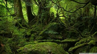 Rainforest Wallpaper