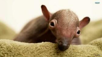 Anteater Wallpaper