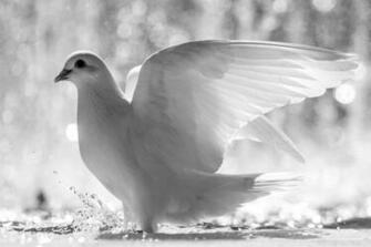 White Bird Wings Feathers Water Spray Dove Drops Wallpaper