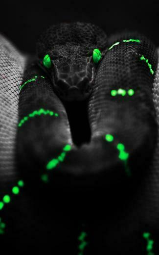 Black Snake Neon Green iPhone Plus HD Wallpaper Ipod