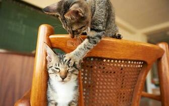 Funny Cats Friendship HD Wallpaper