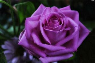 Rose Violet Flowers Wallpaper