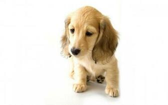 Cocker Spaniel Puppy Desktop Wallpaper Background
