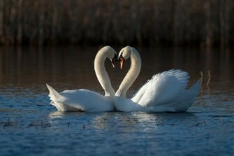 Beautiful Love Birds Wallpaper Inspire Information