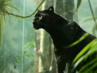 HD Wallpaper Pics Black Panther