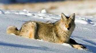 Wallpaper Fox Snow Light Hunting 4k Ultra HD