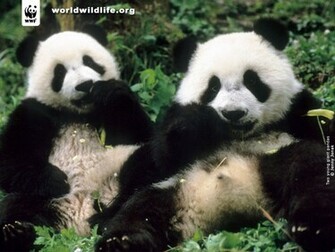 Wwf Wallpaper Loopele