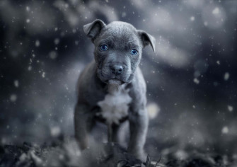 Black Pitbull Wallpaper