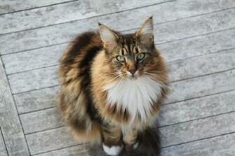 Maine Coon By Larkin Desktop Wallpaper