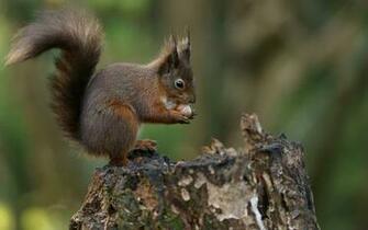 Squirrel Computer Wallpaper Desktop Background Id