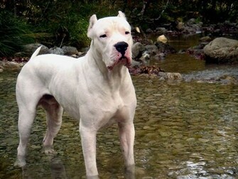 Dogo Argentino Hunting Dog Wallpaper