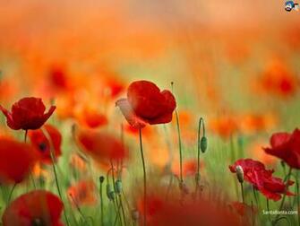 Poppy Wallpaper