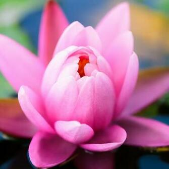 Cute Marshmallow Wallpaper For iPhone Pink Water Lily iPad